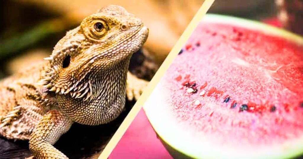 Giving Your Bearded Dragon Watermelon