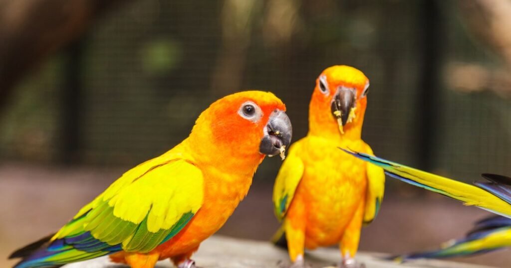 Types of Conures: Discovering the Vibrant best World of Avian ...