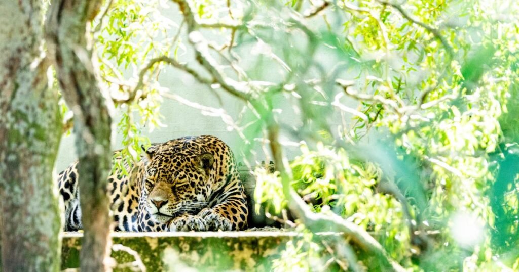Threats to Jaguars