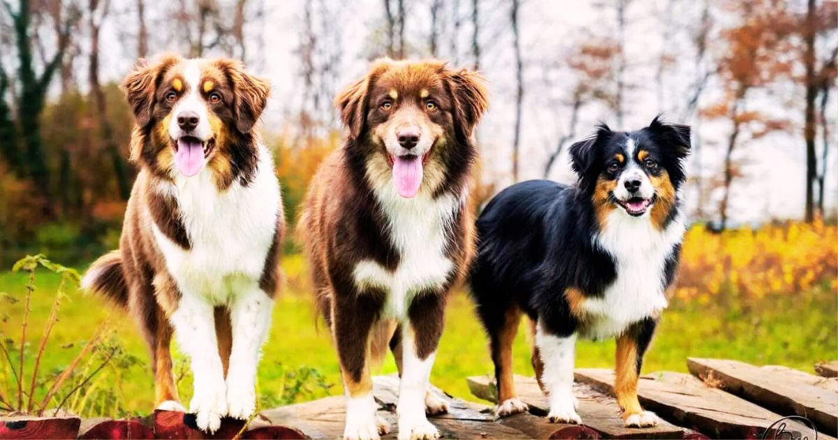 What color is a Red Tri Australian shepherd 🐶