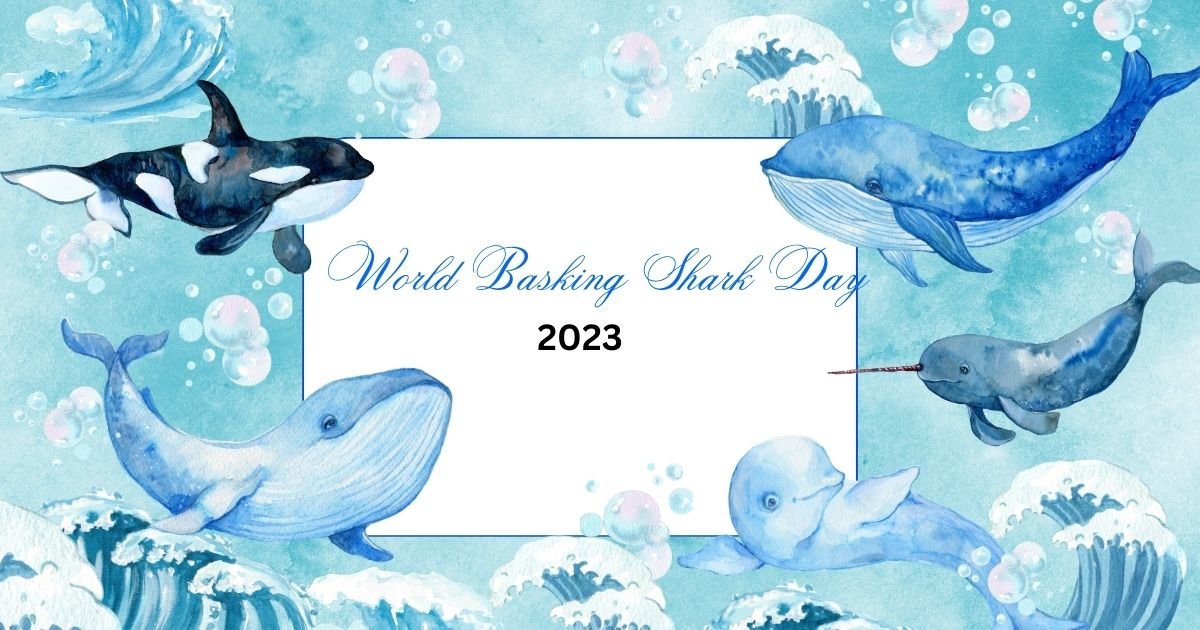 World Basking Shark Day