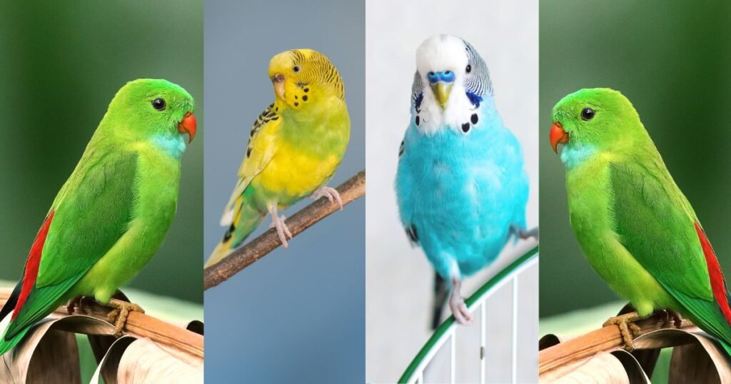 A yellow-green and a blue parakeet…