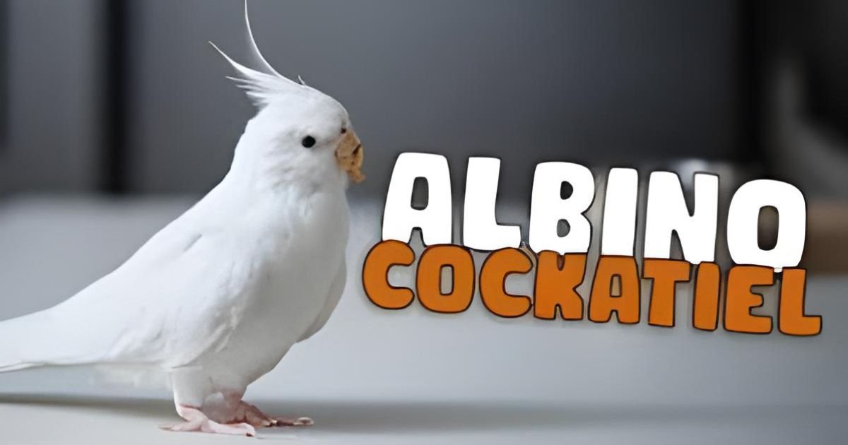 Albino Cockatiel