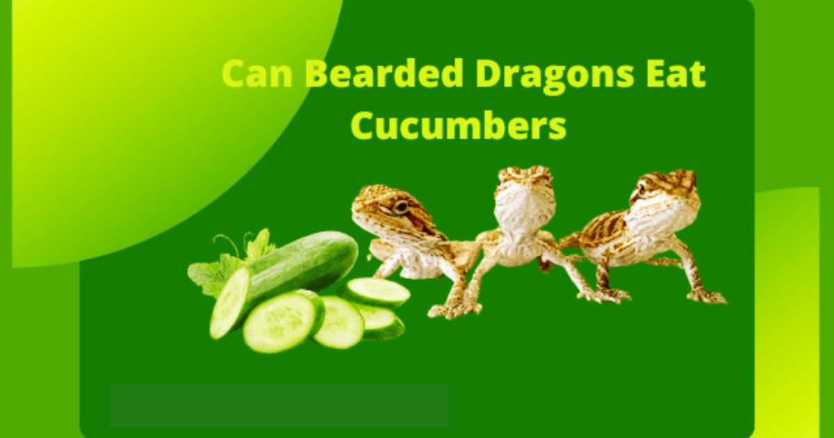 Bearded Dragons Eat Cucumbers 2024