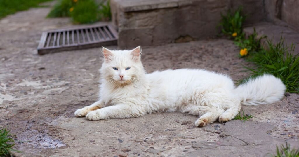 Beautiful Fluffy White Cat