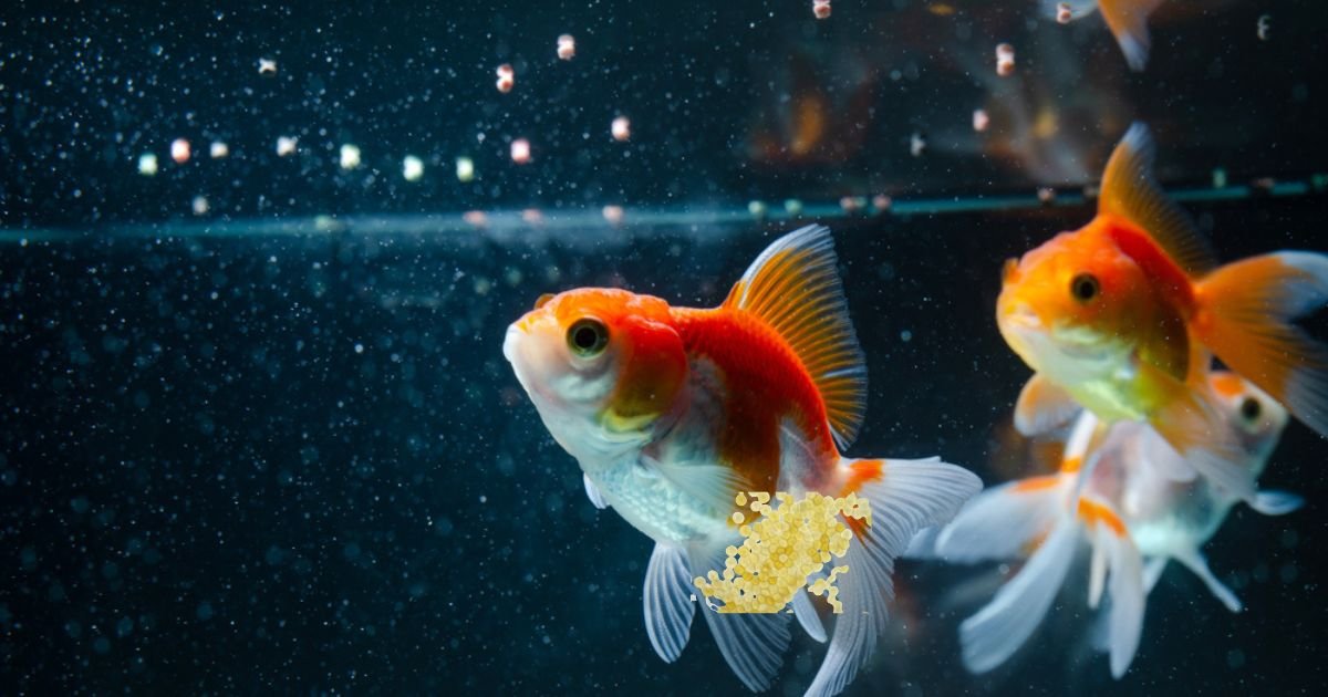 Do Goldfish Lay Eggs What Goldfish Eggs Look Like (With Pictures)