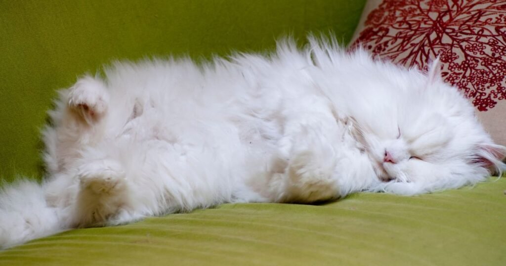 Fluffy White Cat the sleep