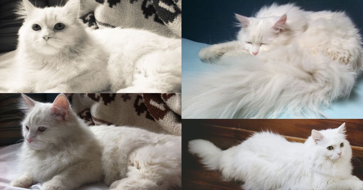 Fluffy White Cats
