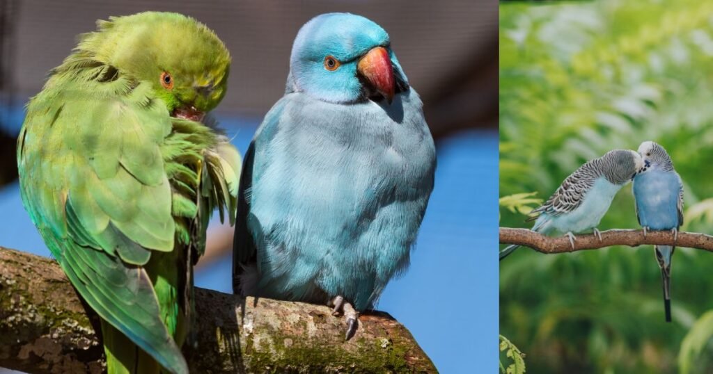 Parakeet Color Types
