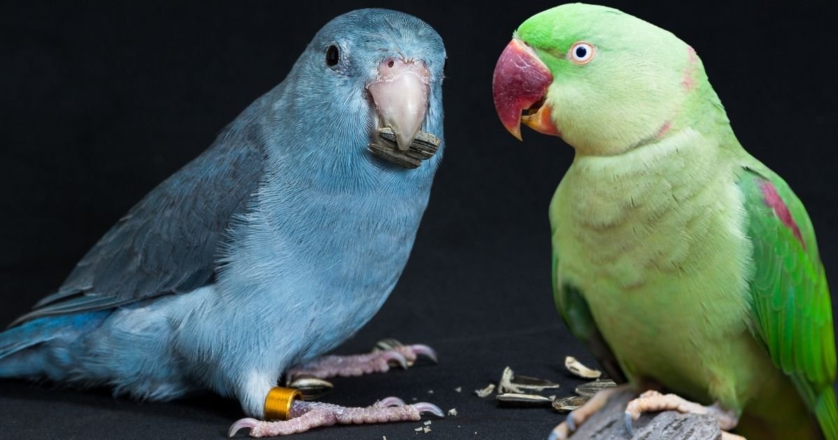 Top Blue and Green Parakeets Species to Keep as Pets