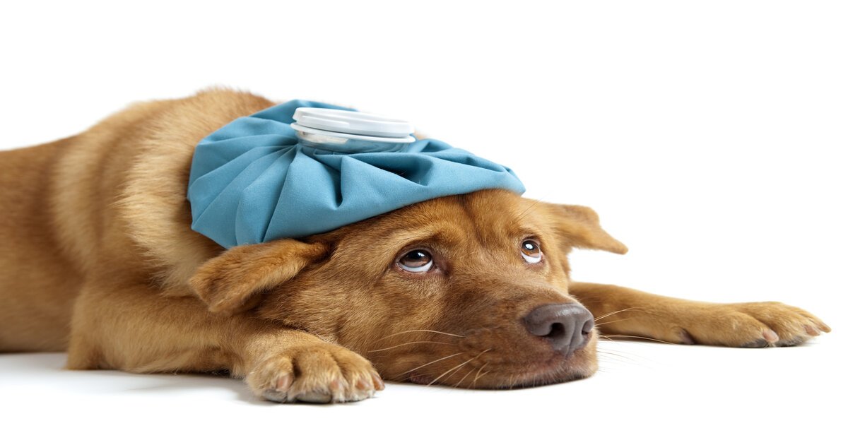 how long does dog flu last