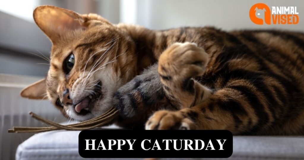 Caturday One of the Best