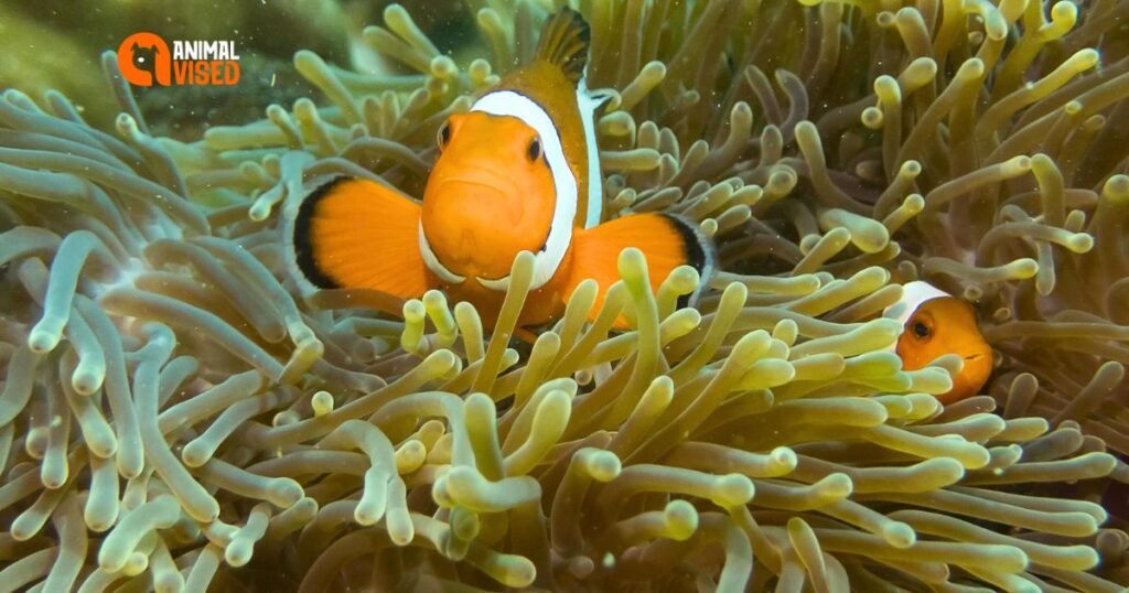 Clown fish hiding in coral reef