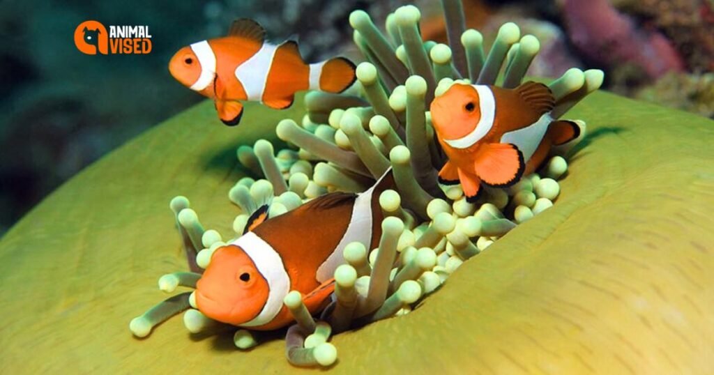 Colourful World of Clownfish