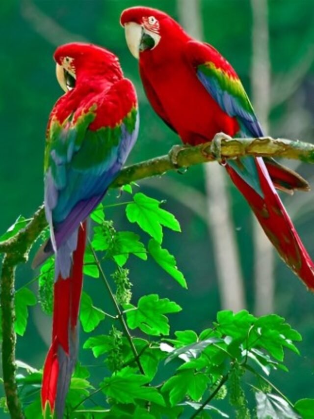 Macaw Prices in 2024: Purchase Cost, Supplies, Food, and More! | Macaws Parrot Price in 2024