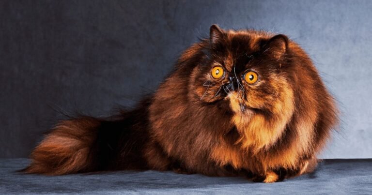 Brown Cat Rarity Which Breeds Are Most Common Facts, Breeds & Pictures