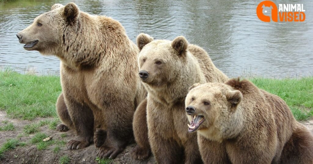 Can Bears Be Domesticated