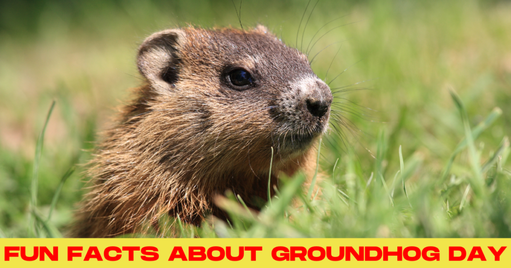 Fun Facts About Groundhog Day