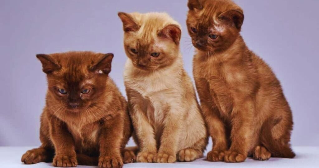 How Rare Are Brown Cats