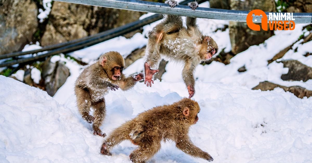 Japan's snow monkeys