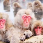 Meet Japan's Snow Monkeys