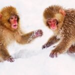 Monkeys in the Snow