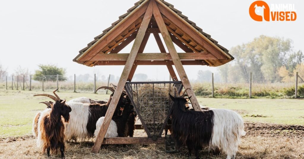 Wood & Steel Diy Goats Feeder