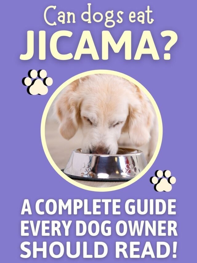 Dogs Eat Jicama