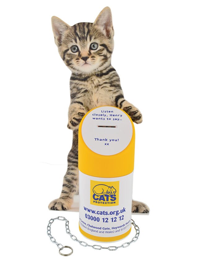 Cat Protect | UK Largest Cat Welfare Charity 2024 | Cat Fencing, Cat Enclosures, Catios, Cat Runs … | Animal Vised