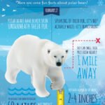 LCG_polar-bear-day-infographic-791x1024