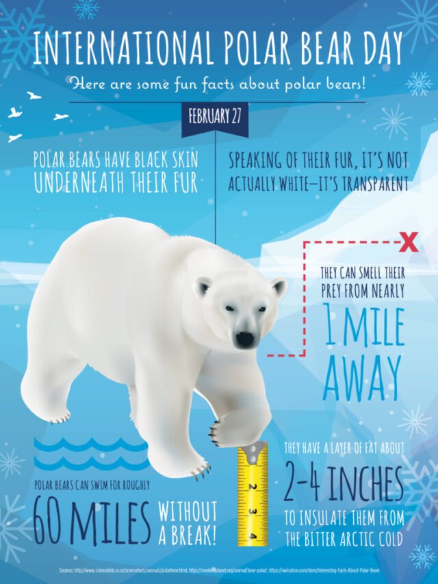 🐻‍❄️ International Polar Bear Day | 2024 Date, Best History and Significance 🐻‍❄️ | Animal Vised