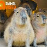 Capybara Day 2024