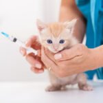 Cost-of-Cat-Kitten-Vaccinations-in-Canada