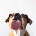 Dog-with-licking-tongue_Aleksey-Boyko_Shutterstock
