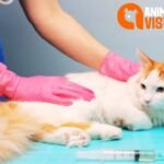 How Much Does It Cost to Vaccinate a Cat