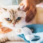 How to Care for Injured Cats