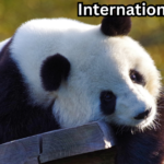 International Panda