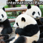International Panda 2024