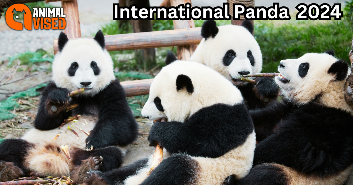 International Panda 2024