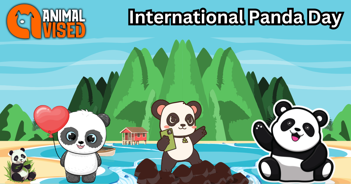 International Panda Day