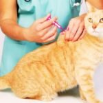 Kitten and Cat Vaccinations Schedule,