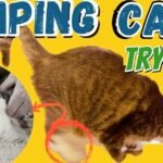 Limping Cat Try this Holistic Antibiotic