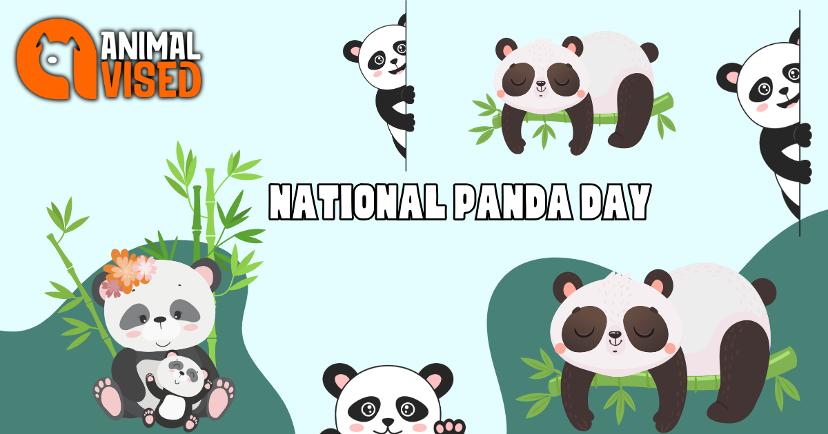 National Panda Day