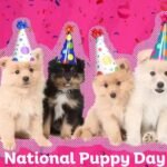 National Puppy Day: 6 Ways To Celebrate This Holiday