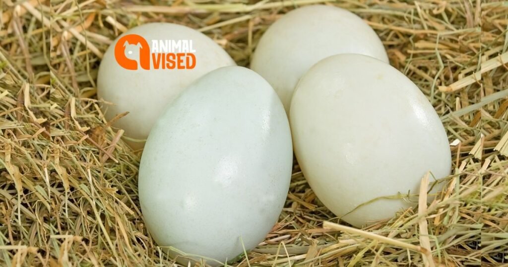 Pekin Duck Eggs