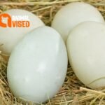 Pekin Duck Eggs