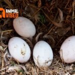 Pekin Duck Eggs 2024