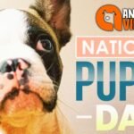 SUBMIT PHOTOS National Puppy Day!