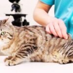 What Vaccinations Should My Cat Have