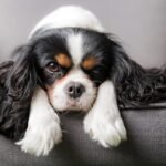 cavalier-king-charles-spaniel-dog-lying-on-sofa_Fotyma_Shutterstock